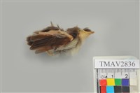 藏品(綠繡眼)的圖片